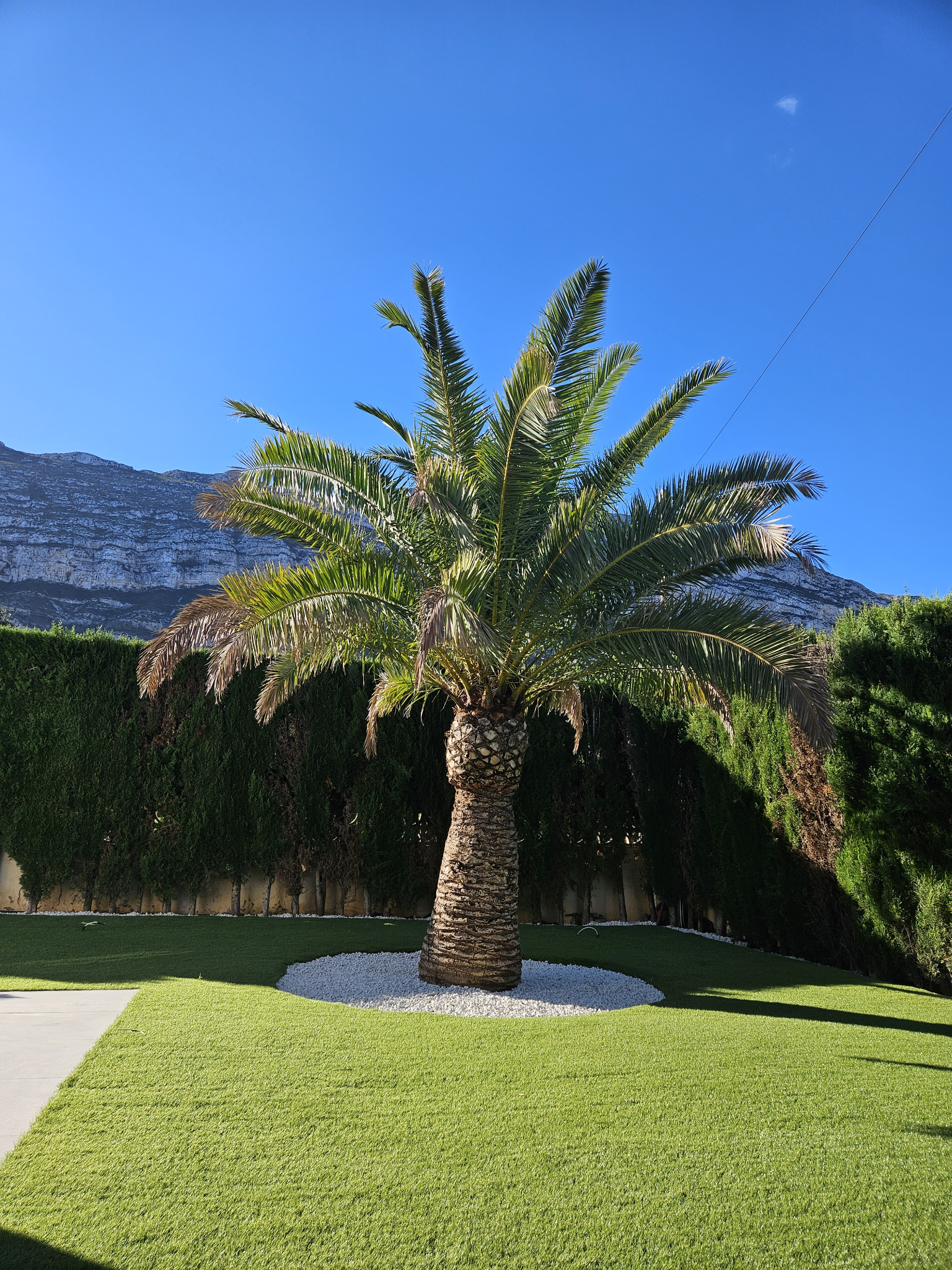 Palme im Außenbereich der Villa